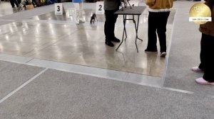 Ринг левреток 14.12.2025 г. Судья в ринге Лариса Галиаскарова НЕВСКИЙ ПОБЕДИТЕЛЬ-2025-2"