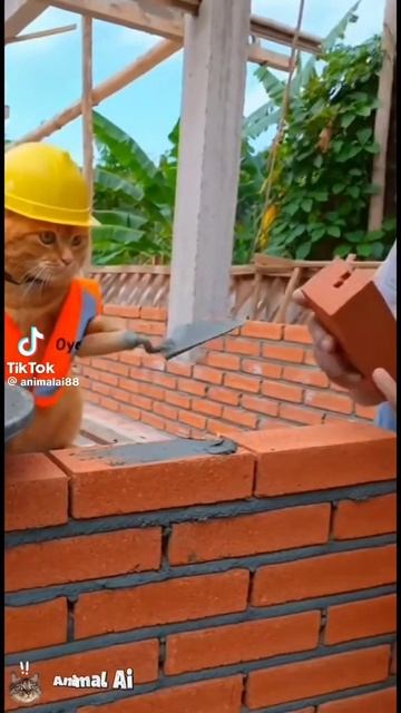 расул шиштапа