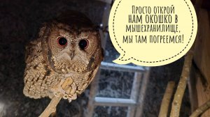 У цветочных сов Лютика и Одуванчика первые серьёзные морозы. Я испортила жабе Брунгильде всё утро