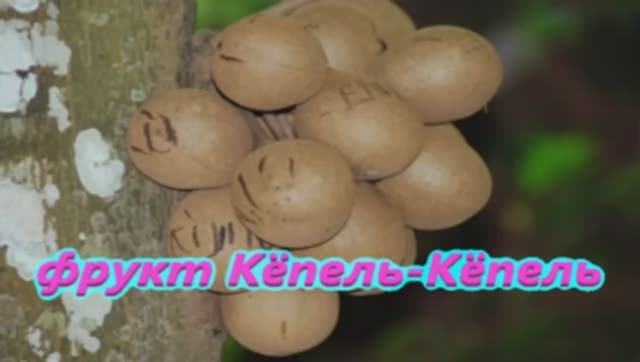 фрукт Кёпель-Кёпель
