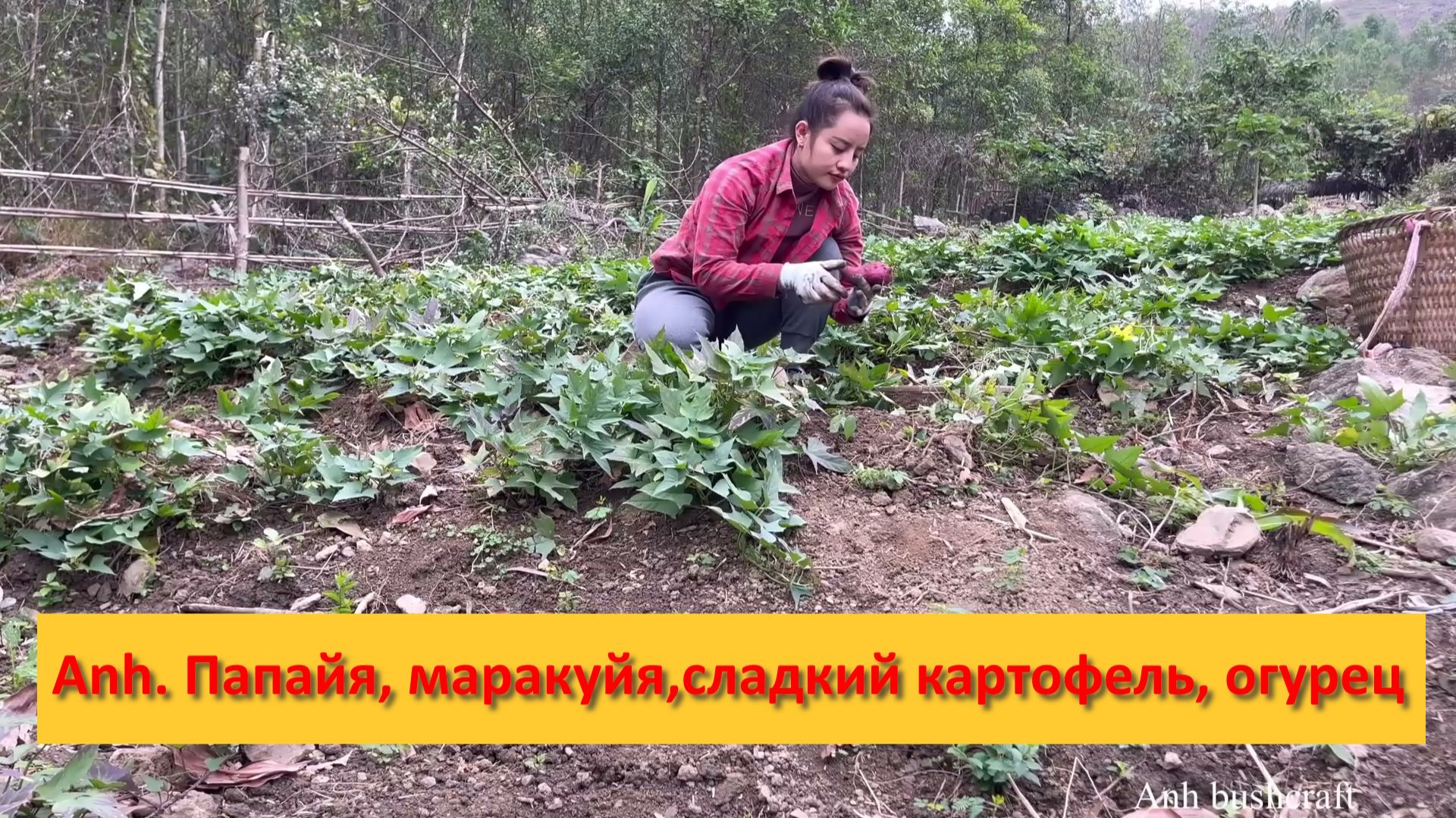 Anh Bushcraft. Папайя, маракуйя,сладкий картофель, огурец