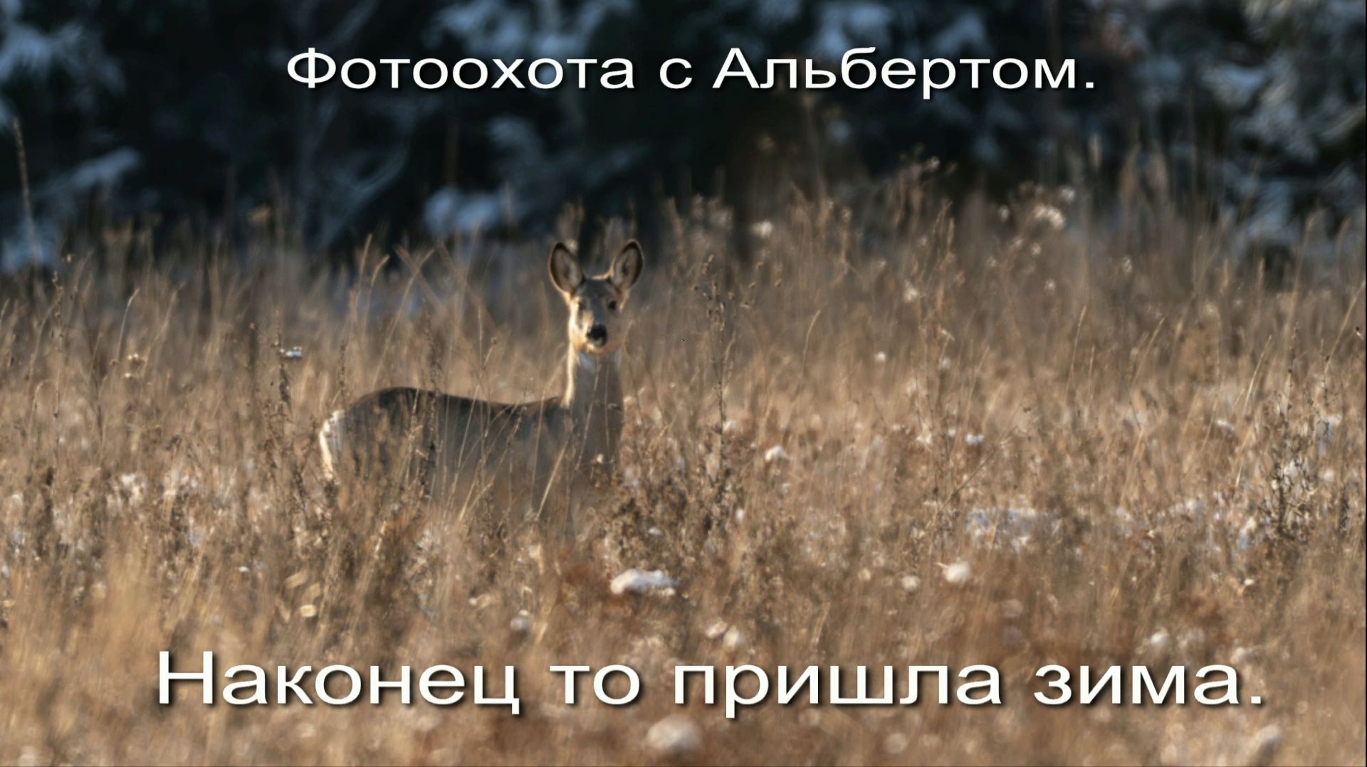 Фотоохота с Альбертом. Наконец то пришла зима.