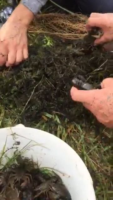 раки сетью.mp4 смотреть онлайн