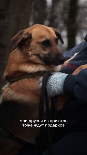 Знак Близнюхцы говорит вам своё звонкое... «Гав!» смотреть онлайн