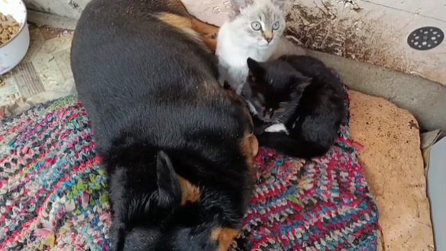 #собачка как мама#всеселая компания смотреть онлайн