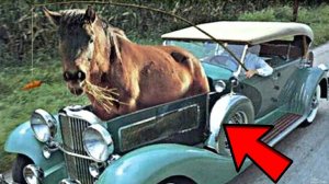 Почему измеряют мощность в лошадиных силах. Кому пришло это в голову