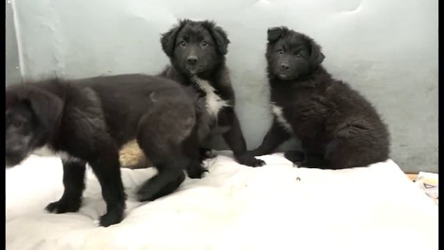 За год зареченские волонтеры забрали с улиц более 40 собак смотреть онлайн