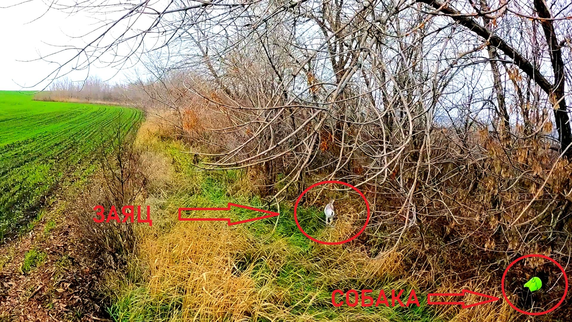 ЗАЯЦ ВЫСКОЧИЛ ИЗ ПОД НОГ. ОХОТА НА ЗАЙЦЕВ 2025-2026 / MAX HUNTER смотреть онлайн