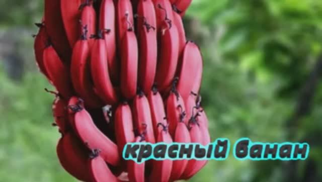 Красный Банан