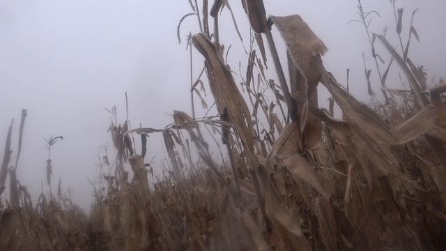 Охота с лайками в кукурузе. Надрали задницу стаду и секач за них порвал жестко собак.. смотреть онлайн