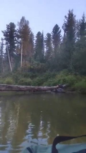 Завис между бревном и водой Рыбалка Тайга Охота