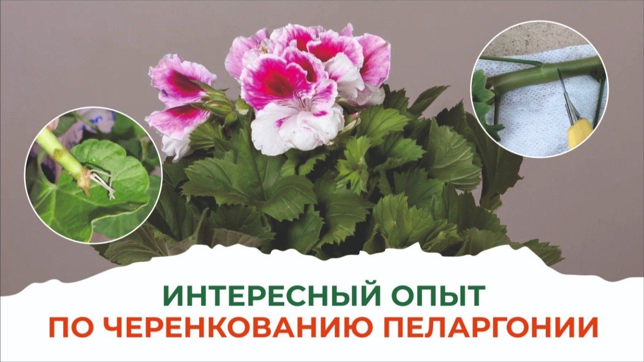 Что понадобится для черенкования пеларгонии? Биотехнология АС-35 и правильный субстрат смотреть онлайн