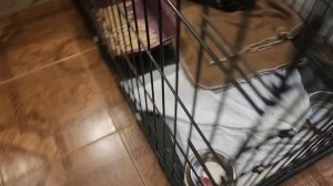 Томас при смерти в день, когда мы уезжали в Москву ему стало хуже. объехали 3 клиники.