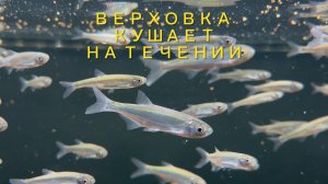 ВЕРХОВКА В АКВАРИУМЕ ПИТАЕТСЯ НА ТЕЧЕНИИ