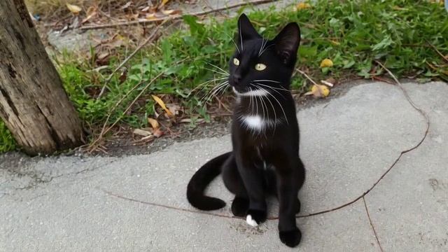 танцующий котик.