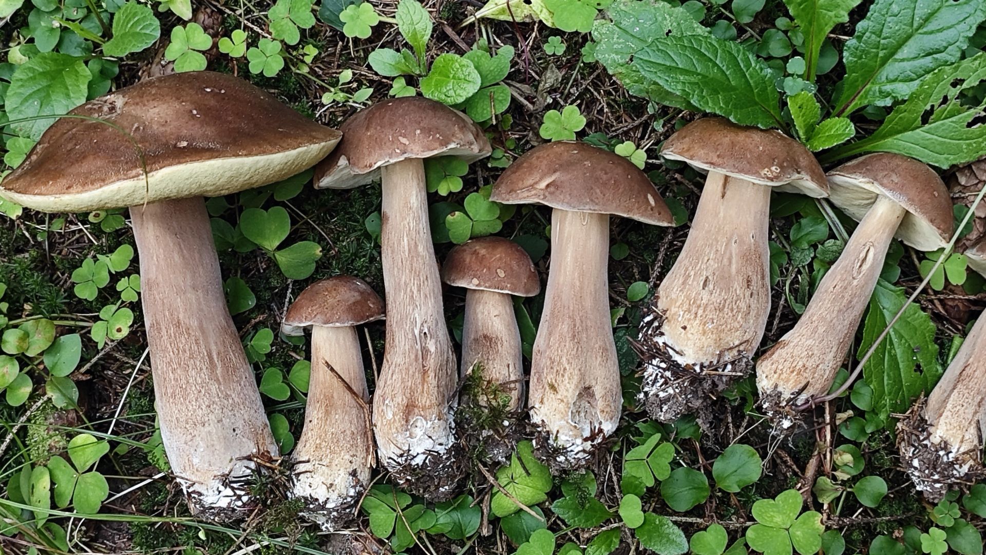 Царство грибов. 140 находок за 8 минут!