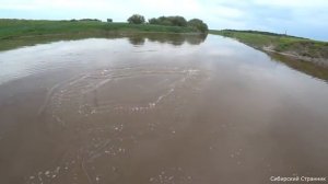 Рыбалка на накрывушку в маленьком ручейке. Кругом коряги, а среди них рыба.