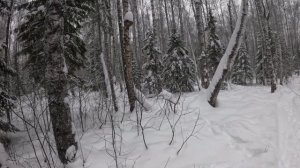 капризные соболя