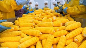 Первые в мире жареные початки и мороженое из кукурузы