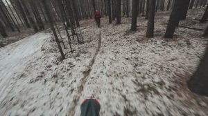 Дерево