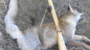 охота на хищника