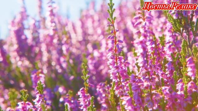 Цветы.Релакс. смотреть онлайн