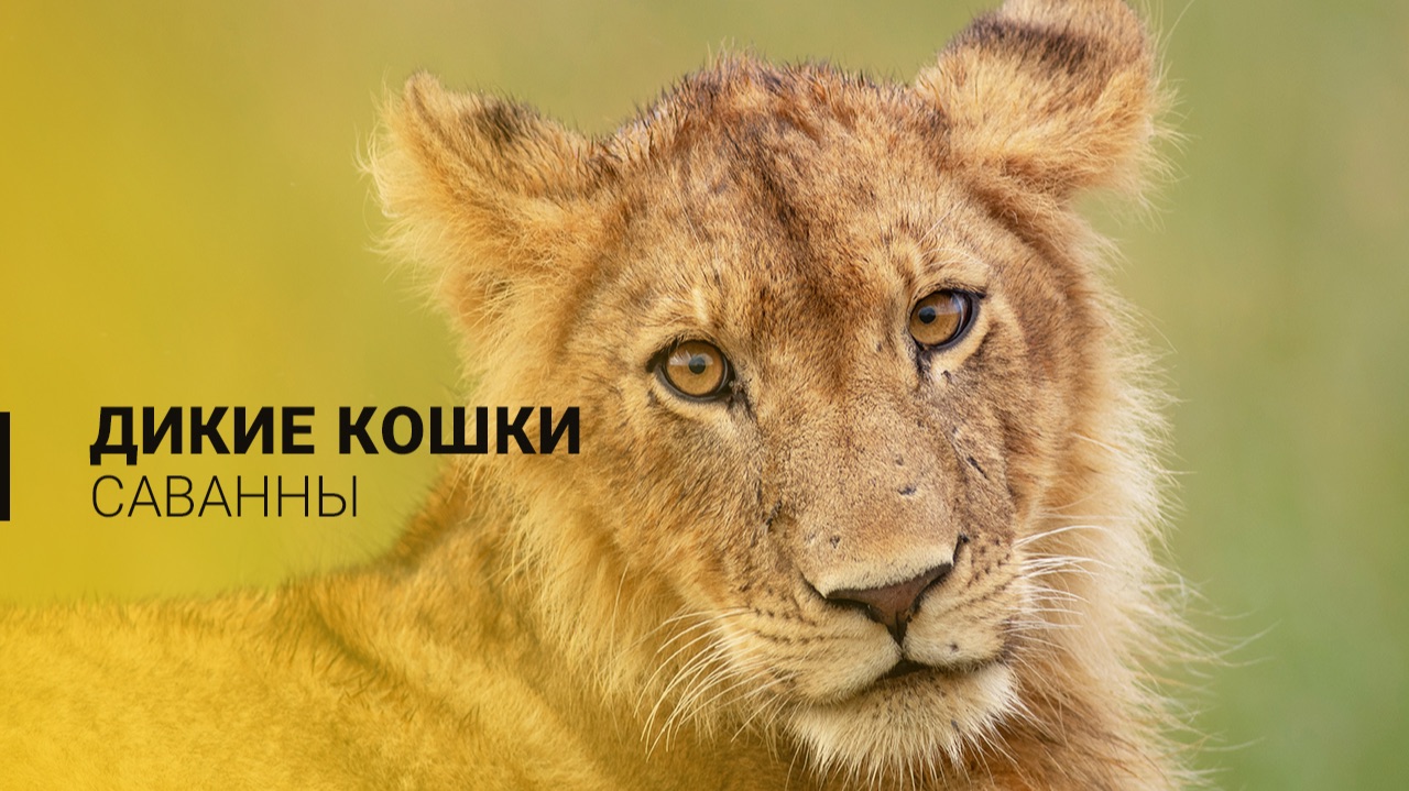 Дикие кошки Восточно-африканской саванны