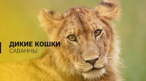 Дикие кошки Восточно-африканской саванны