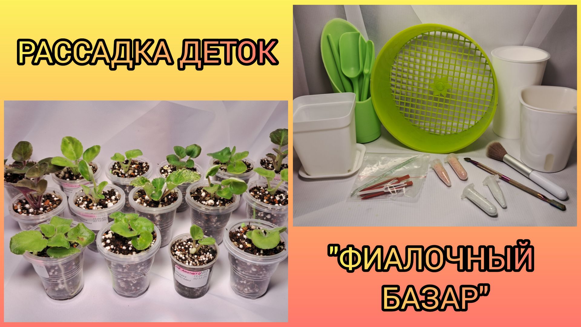 Отсадка и рассадка деток фиалок. "Фиалочный базар". смотреть онлайн