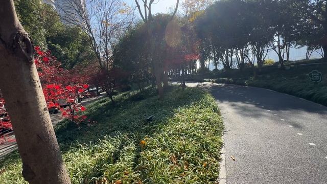 КАКОЕ НЕОБЫЧНОЕ И ЯРКОЕ ДЕРЕВО СМОТРЕТЬ ВСЕМ