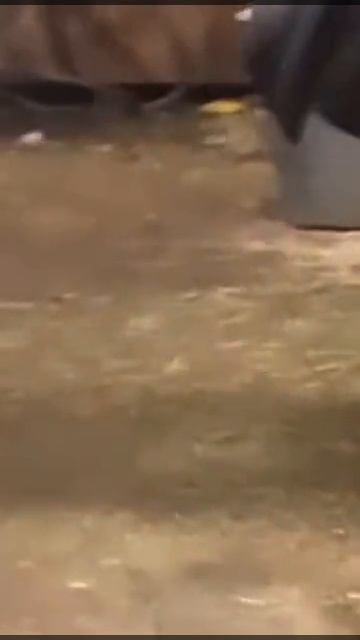 кот Крысолов.mp4 смотреть онлайн