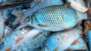 зимняя рыбалка на плотву , мормышка