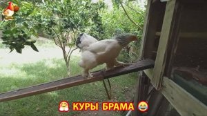 Куры Брама с лохматыми лапами прекрасные несушки (78)