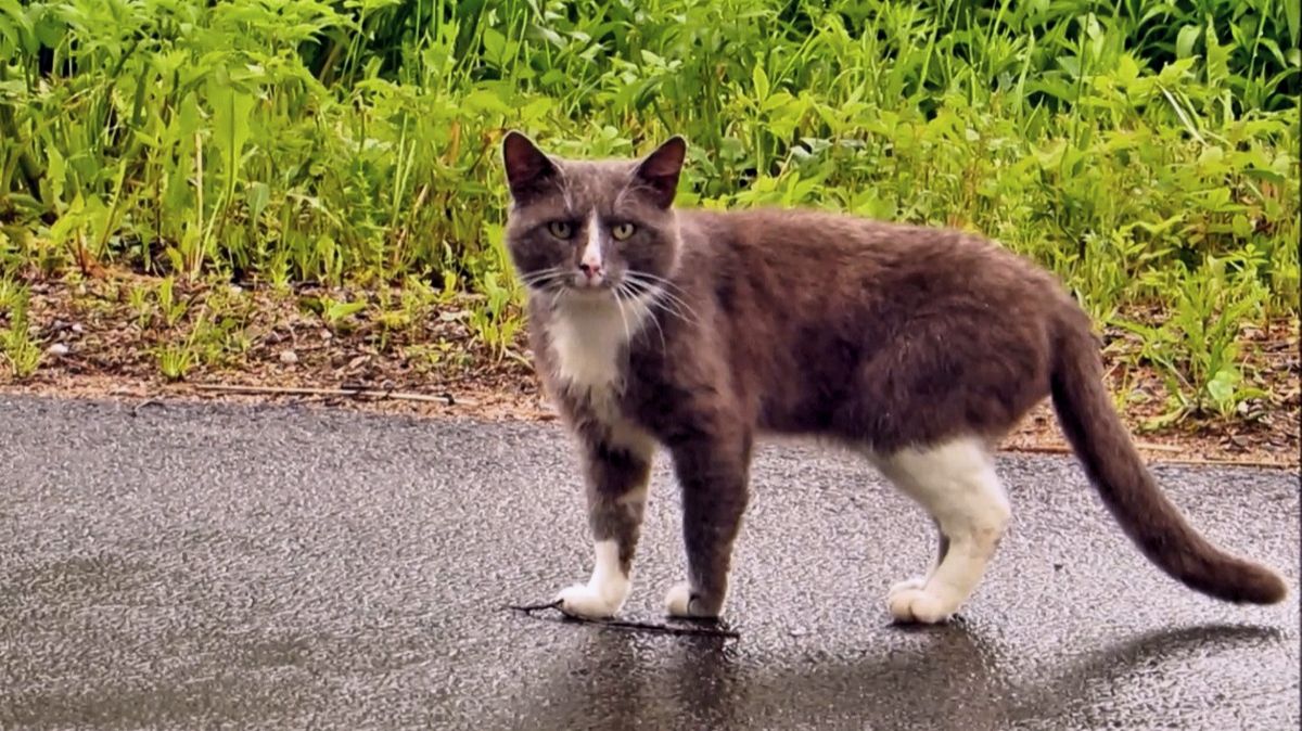 Степашка смотреть онлайн