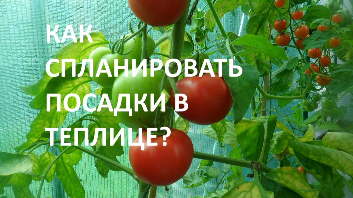 Томаты в теплице__Как спланировать посадку томатов в теплице для большого урожая_ смотреть онлайн
