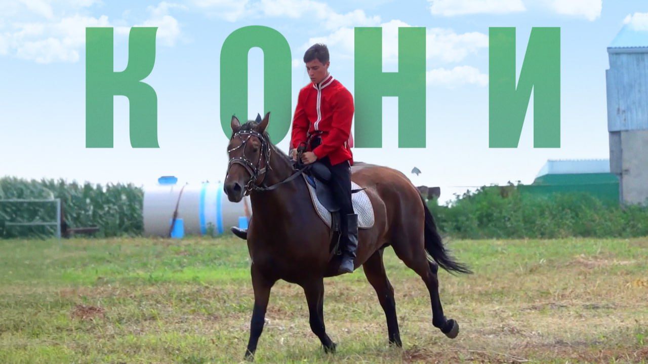 Кони | Кубанские казаки