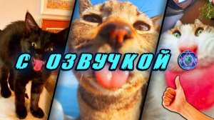 🔥 Угарные Коты! - С ОЗВУЧКОЙ! СМЕШНЫЕ ЖИВОТНЫЕ! Самые смешные Собаки! Попробуй не засмеяться! 2025