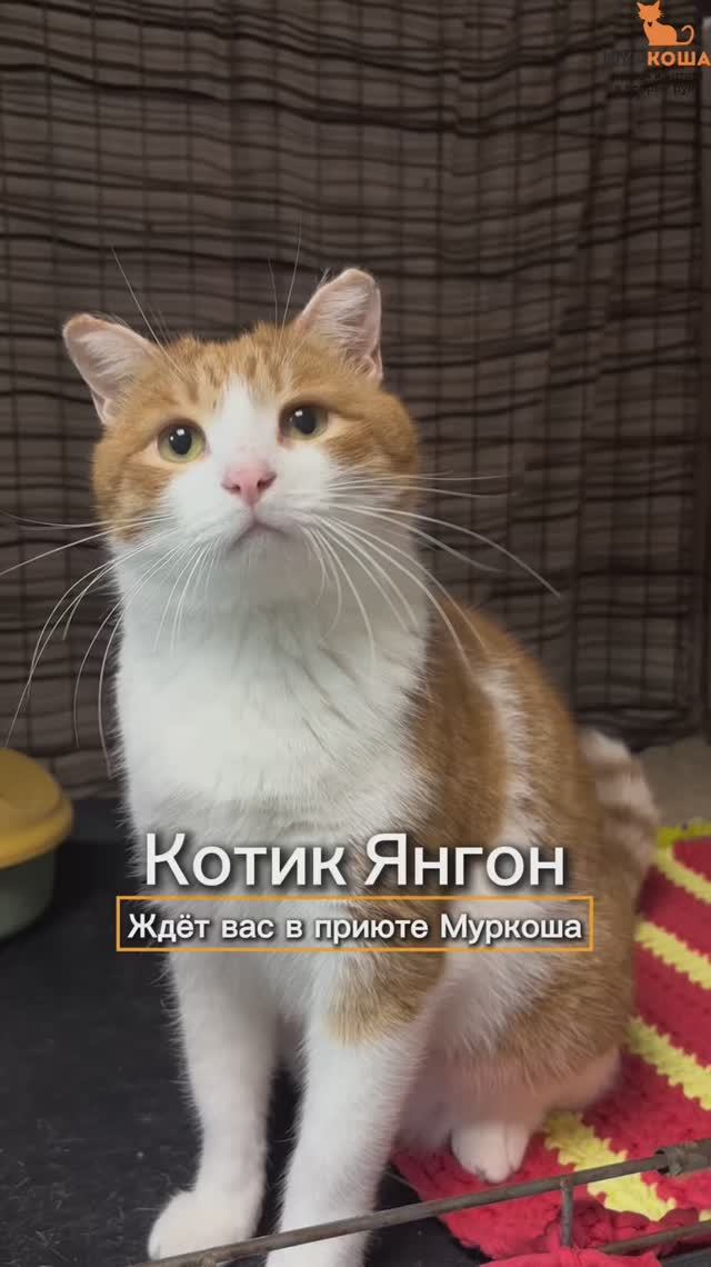Янгон ждёт вас в приюте #Муркоша смотреть онлайн
