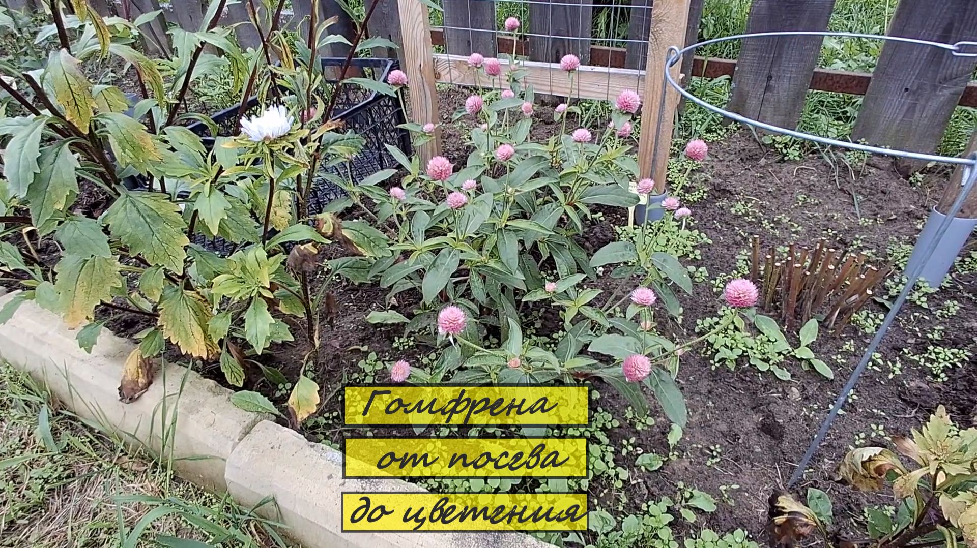 Гомфрена - растение сухоцвет, от посева до цветения. #110