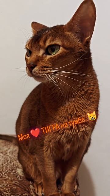 Бог создал кошек, чтоб у человека была возможность гладить тигра. Красотка абиссинка Джоли вашему вн