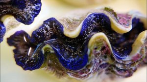 Японская уличная еда - моллюск сашими чеснок и сливочное масло