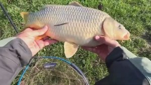 Активный клёв карпа в зимнее время года