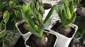 Гиацинт из супермаркета.