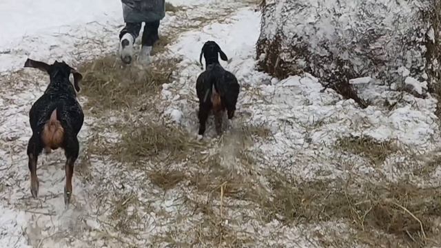 Ролик и о хозяйстве и о шитье/ Подарки к Новому году! смотреть онлайн