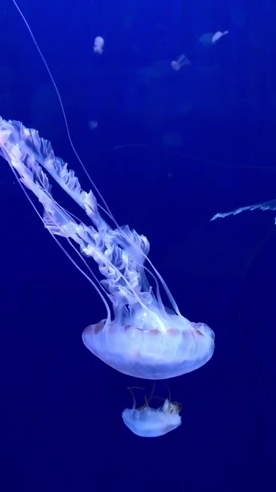 Изящные и грациозные морские обитатели — медузы 😍