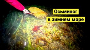 Поймать осьминога - проще простого!