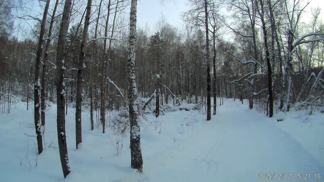 Катание на лыжах, коньковый ход