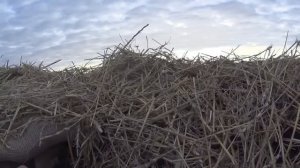 Охота на гуся в Казахстане! Как она есть! Короткий выезд в поля!