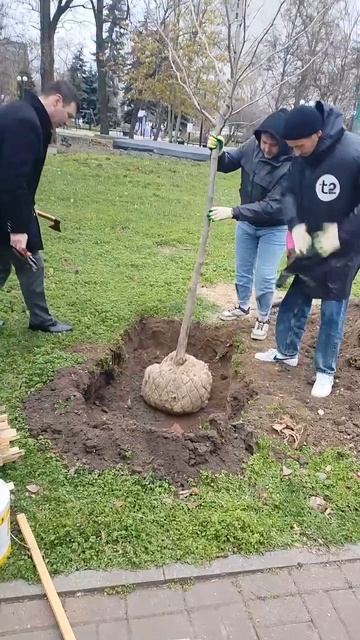 Высадка платанов в Покровском сквере