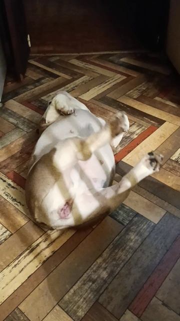 Английский бульдог Леди